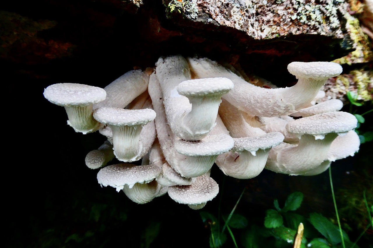 Pleurotus dryinus.pleurote voilée.pleurotaceae. (1).jpeg