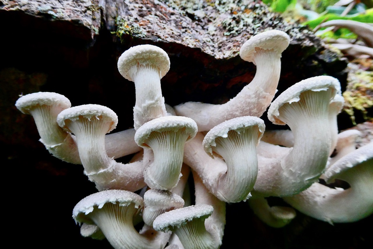 Pleurotus dryinus.pleurote voilée.pleurotaceae..jpeg