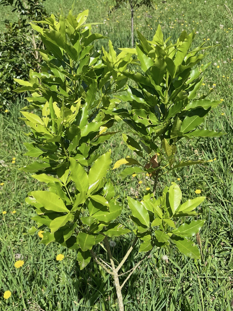 Vepris lanceolata.patte poule.bois Saint-Leu.rutaceae.indigène Réunion. (1).jpeg