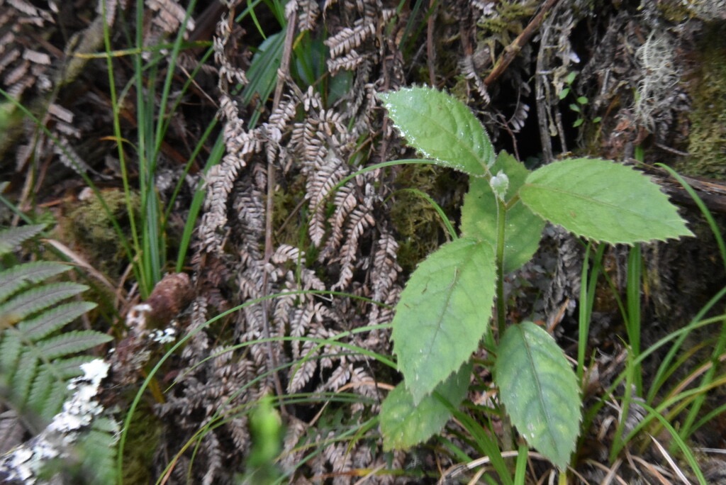 Claoxylon_dolichostachyum-Bois_d_oiseau-EUPHORBIACEAE-Endemique_Reunion-MB3_8349.jpg