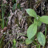 Claoxylon_dolichostachyum-Bois_d_oiseau-EUPHORBIACEAE-Endemique_Reunion-MB3_8349.jpg