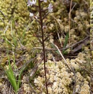 Cynorkis_squamosa-ORCHIDOIDEAE-Indigene_Reunion-20241119_115808.jpg