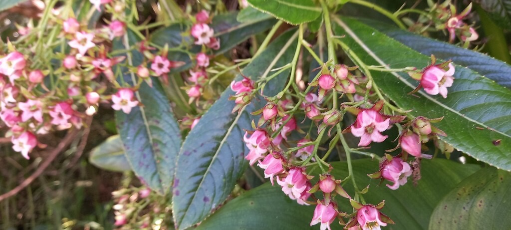 Forgesioa_racemosa-Bois_de_Laurent_Martin-ESCALLONIACEAE-Endemique_Reunion-20241119_110557.jpg