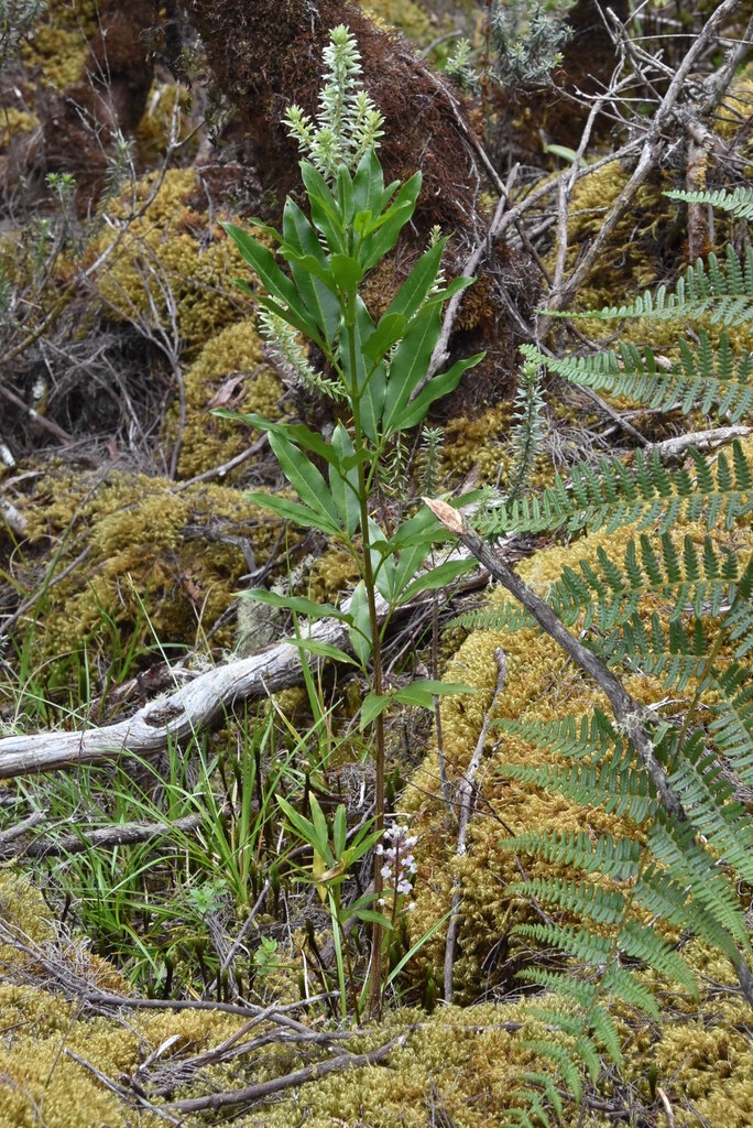 Melicope_obtusifolia-Catafaye_patte_poule-RUTACEAE-Endemique_Reunion_Maurice-MB3_8317.jpg