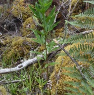 Melicope_obtusifolia-Catafaye_patte_poule-RUTACEAE-Endemique_Reunion_Maurice-MB3_8317.jpg