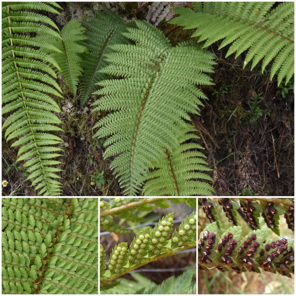 Polystichum_ammifolium-DRYOPTERIDACEAE-Indigene_Reunion-20241120_180534.jpg