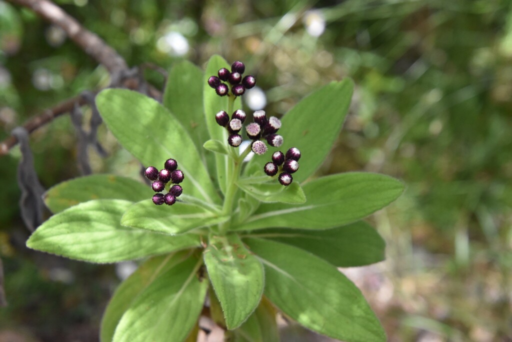 Psiadia_anchusifolia-ASTERACEAE-Endemique_Reunion-MB3_8293.jpg