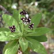 Psiadia_anchusifolia-ASTERACEAE-Endemique_Reunion-MB3_8293.jpg