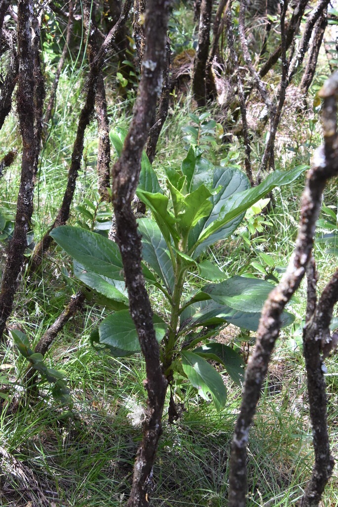 Psiadia_boivinii-ASTERACEAE-Endemique_Reunion-MB3_8289.jpg