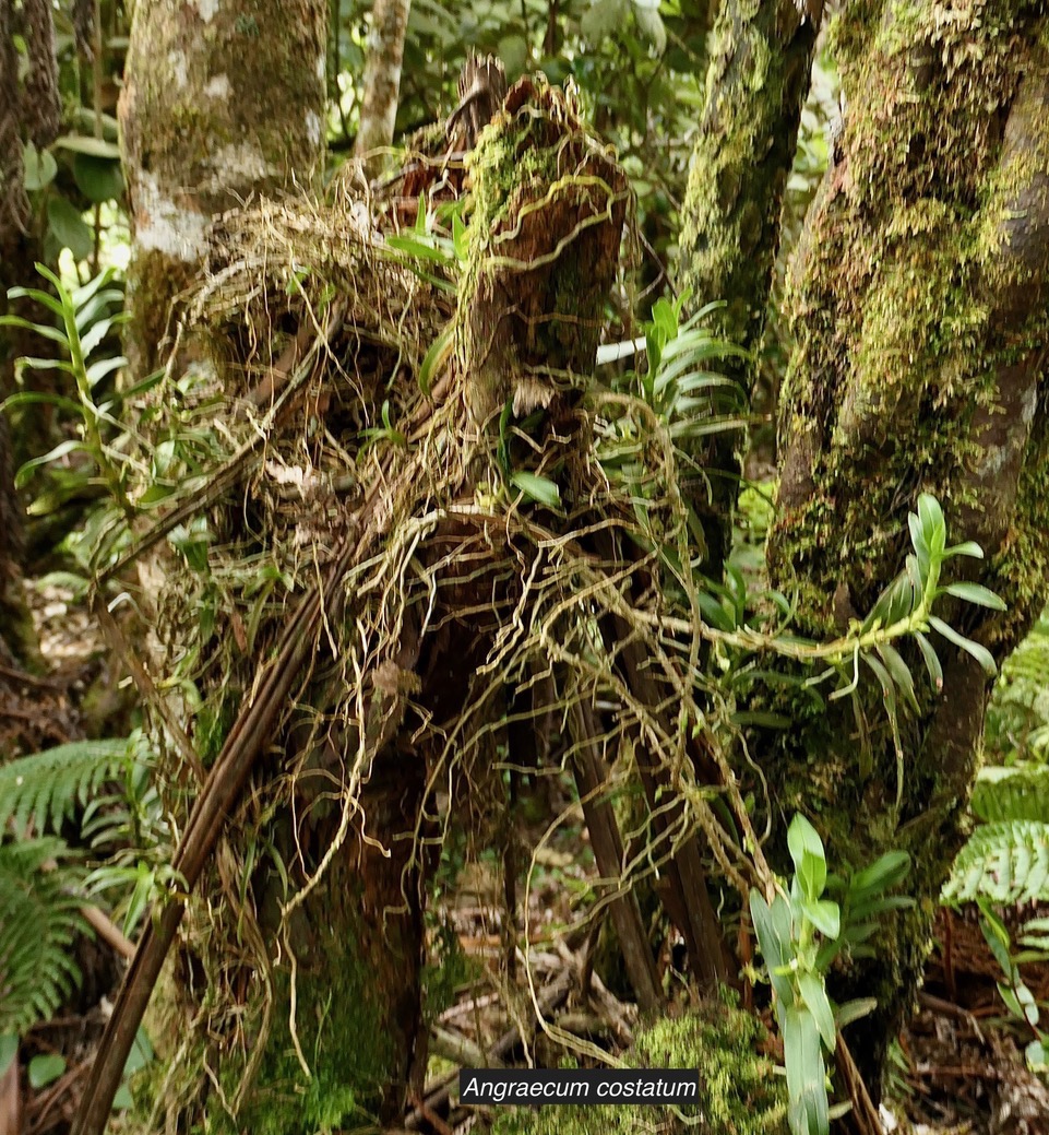 Angraecum costatum.orchidaceae.endémique Réunion..jpeg