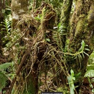 Angraecum costatum.orchidaceae.endémique Réunion..jpeg