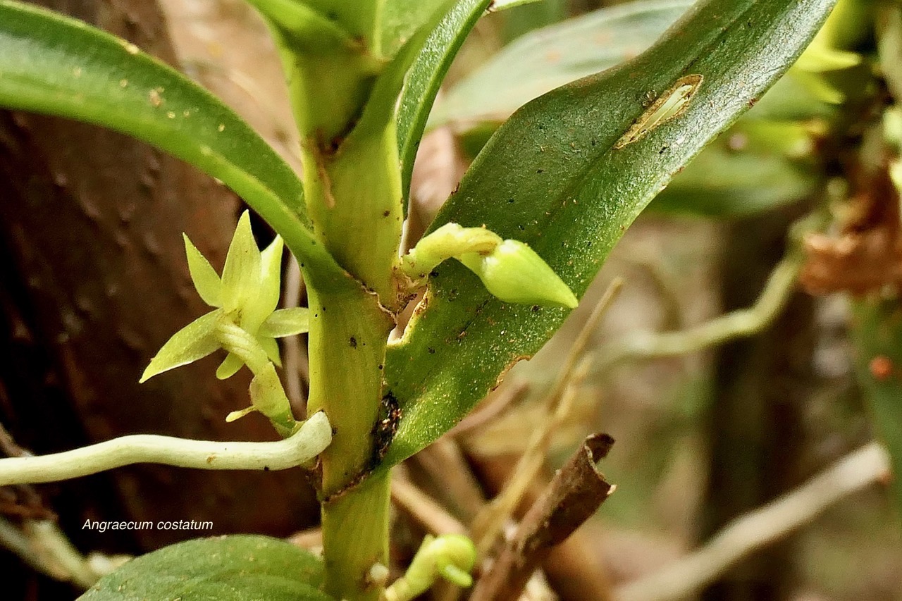 Angraecum costatum.orchidaceae.endémique Réunion. (1).jpeg