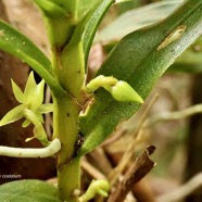 Angraecum costatum.orchidaceae.endémique Réunion. (1).jpeg