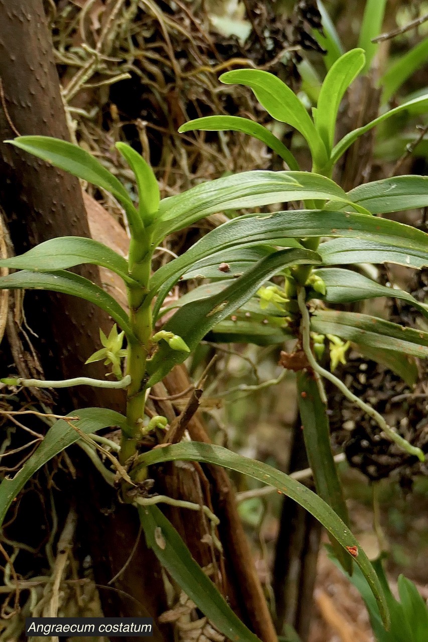 Angraecum costatum.orchidaceae.endémique Réunion. (2).jpeg