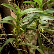 Angraecum costatum.orchidaceae.endémique Réunion. (2).jpeg