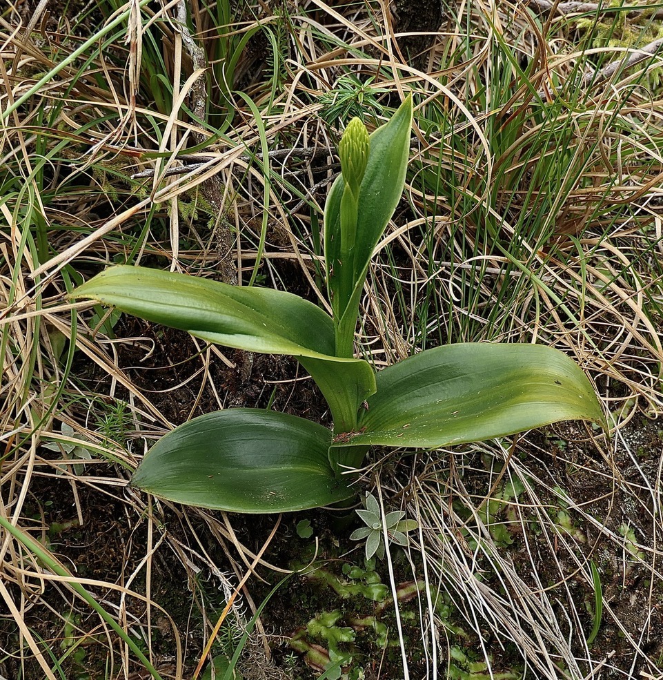 Benthamia latifolia . Benthamia Chlorantha.(Thouars) A. Rich.orchidaceae.endémique Réunion Maurice.jpeg