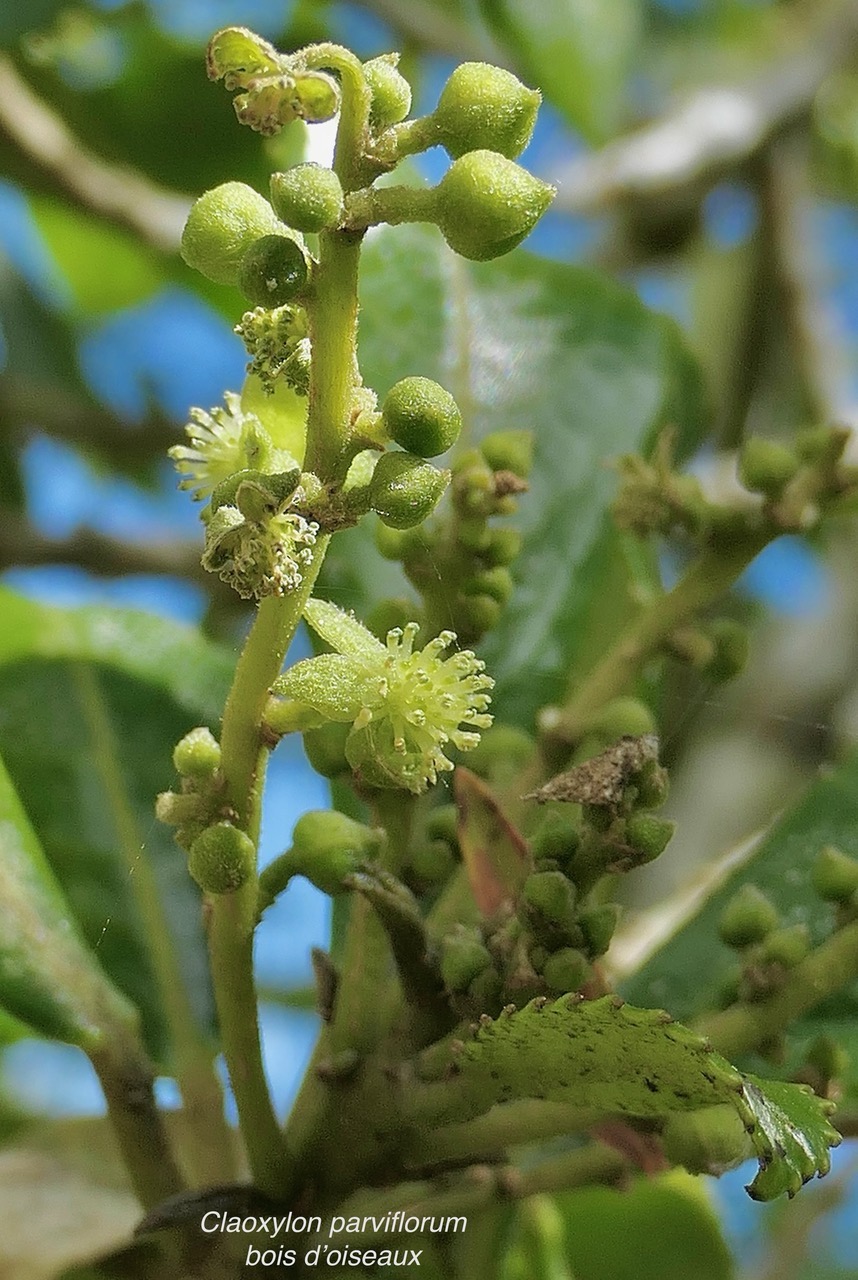 Claoxylon parviflorum -bois d’’oiseaux( inflorescence ) .euphorbiaceae.endémique Réunion Maurice Rodrigues..jpeg