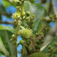 Claoxylon parviflorum -bois d’’oiseaux( inflorescence ) .euphorbiaceae.endémique Réunion Maurice Rodrigues..jpeg