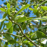 Claoxylon parviflorum -bois d’’oiseaux.euphorbiaceae.endémique Réunion Maurice Rodrigues..jpeg