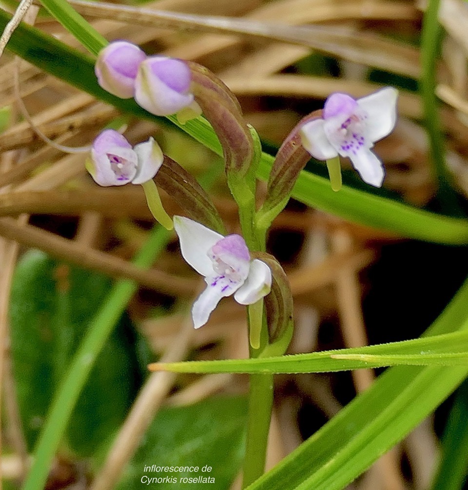 Cynorchis rosellata. ( inflorescence ) orchidaceae. indigène Réunion..jpeg