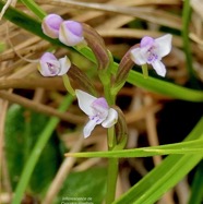 Cynorchis rosellata. ( inflorescence ) orchidaceae. indigène Réunion..jpeg