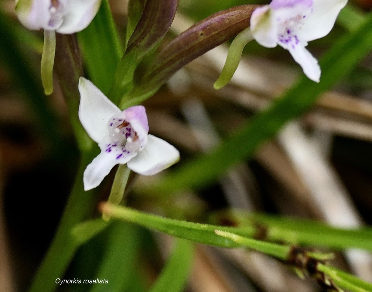 Cynorchis rosellata. orchidaceae. indigène Réunion..jpeg