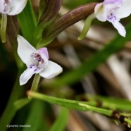 Cynorchis rosellata. orchidaceae. indigène Réunion..jpeg