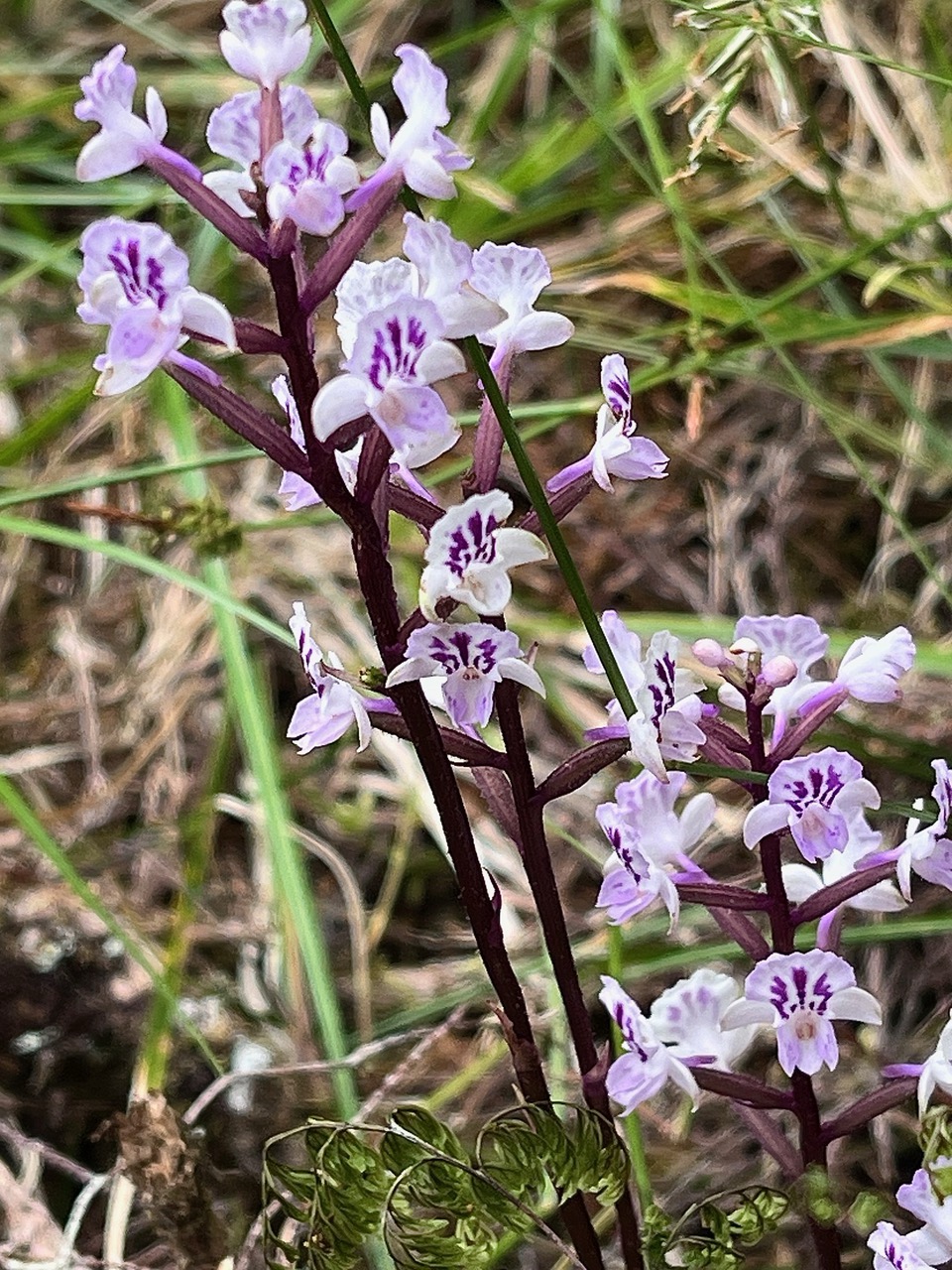 Cynorkis squamosa.(Cynorkis calcarata dans nouvelle flore des Mascareignes )orchidaceae.endémique Réunion Maurice..jpeg