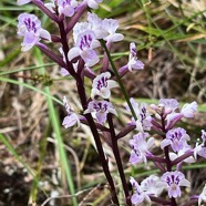 Cynorkis squamosa.(Cynorkis calcarata dans nouvelle flore des Mascareignes )orchidaceae.endémique Réunion Maurice..jpeg