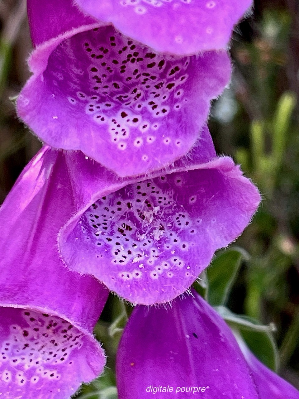 Digitalis purpurea  digitale pourpre .plantaginaceae. exotique envahissante (1).jpeg