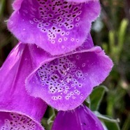 Digitalis purpurea  digitale pourpre .plantaginaceae. exotique envahissante (1).jpeg