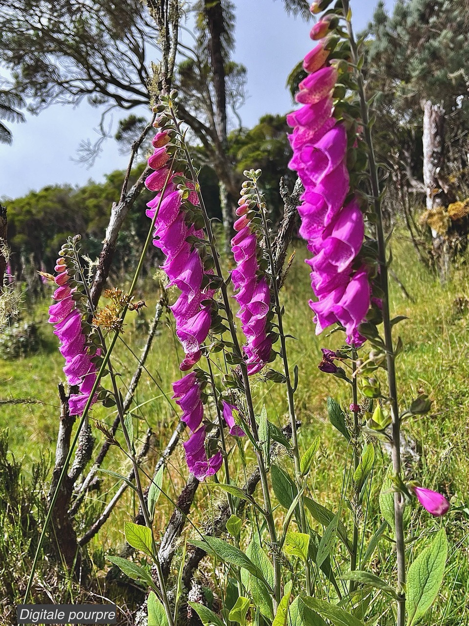 Digitalis purpurea  digitale pourpre .plantaginaceae. exotique envahissante.jpeg