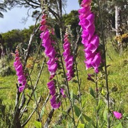 Digitalis purpurea  digitale pourpre .plantaginaceae. exotique envahissante.jpeg