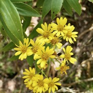 Faujasia salicifolia.chasse vieillesse.asteraceae.endémique Réunion...jpeg