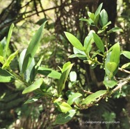 Geniostoma angustifolium .bois bleu. bois de piment; bois de rat.( avec boutons floraux )  loganiaceae. endémique Réunion Maurice..jpeg