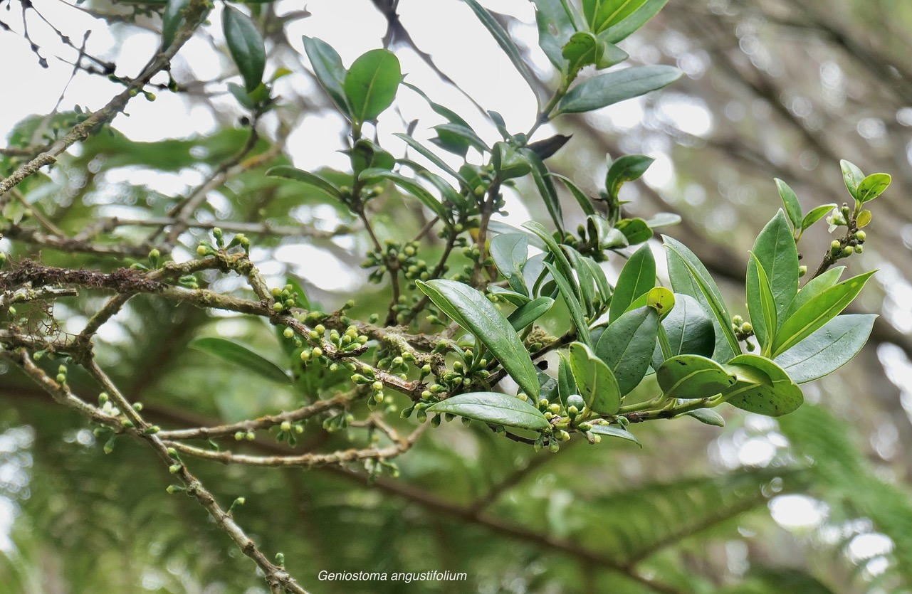 Geniostoma angustifolium .bois bleu. bois de piment; bois de rat.( avec boutons floraux ) loganiaceae. endémique Réunion Maurice..jpeg