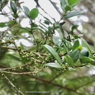 Geniostoma angustifolium .bois bleu. bois de piment; bois de rat.( avec boutons floraux ) loganiaceae. endémique Réunion Maurice..jpeg