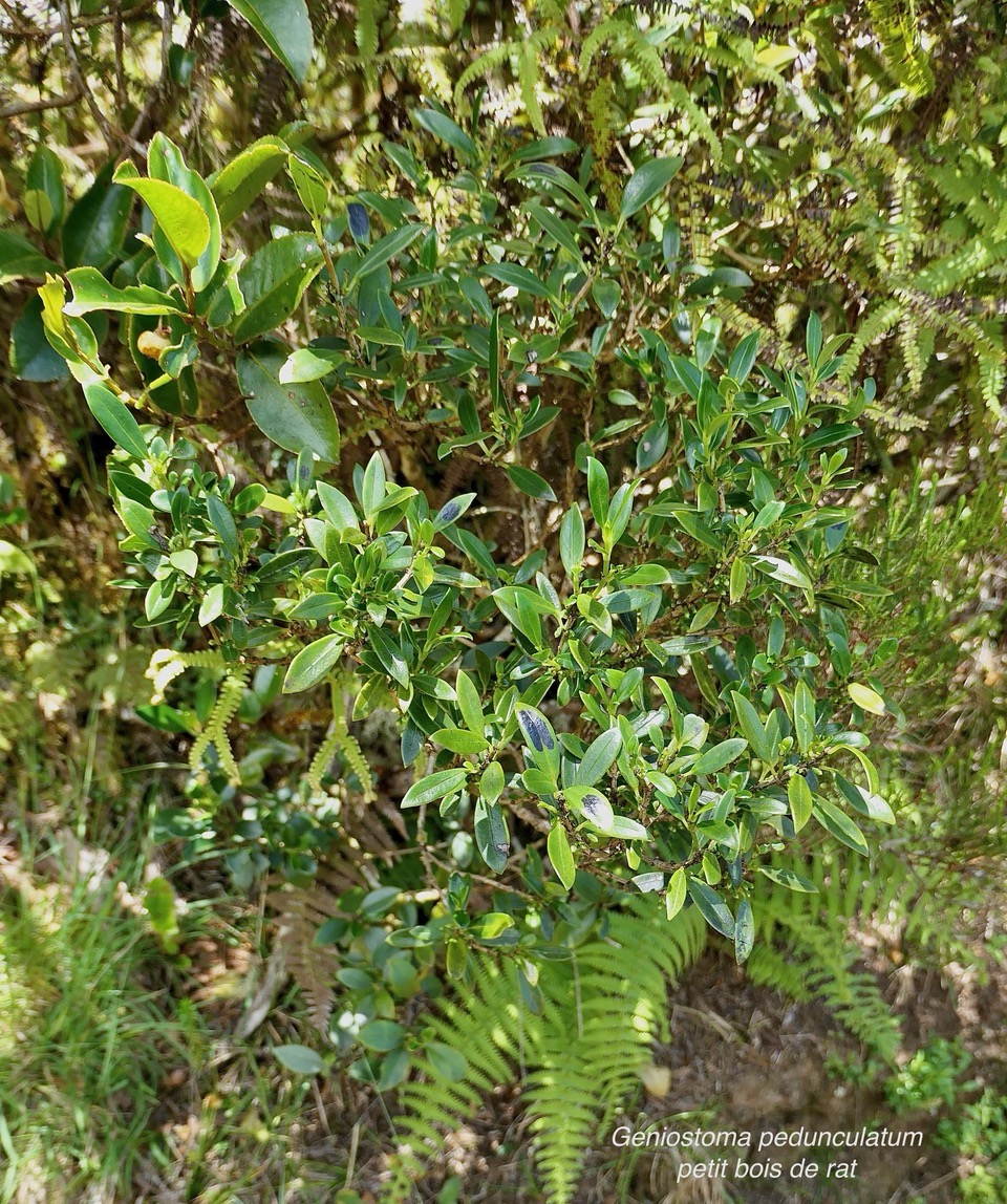 Geniostoma pedunculatum. petit bois de rat. loganiaceae.endémique Réunion Maurice. (1).jpeg