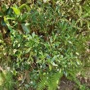 Geniostoma pedunculatum. petit bois de rat. loganiaceae.endémique Réunion Maurice. (1).jpeg