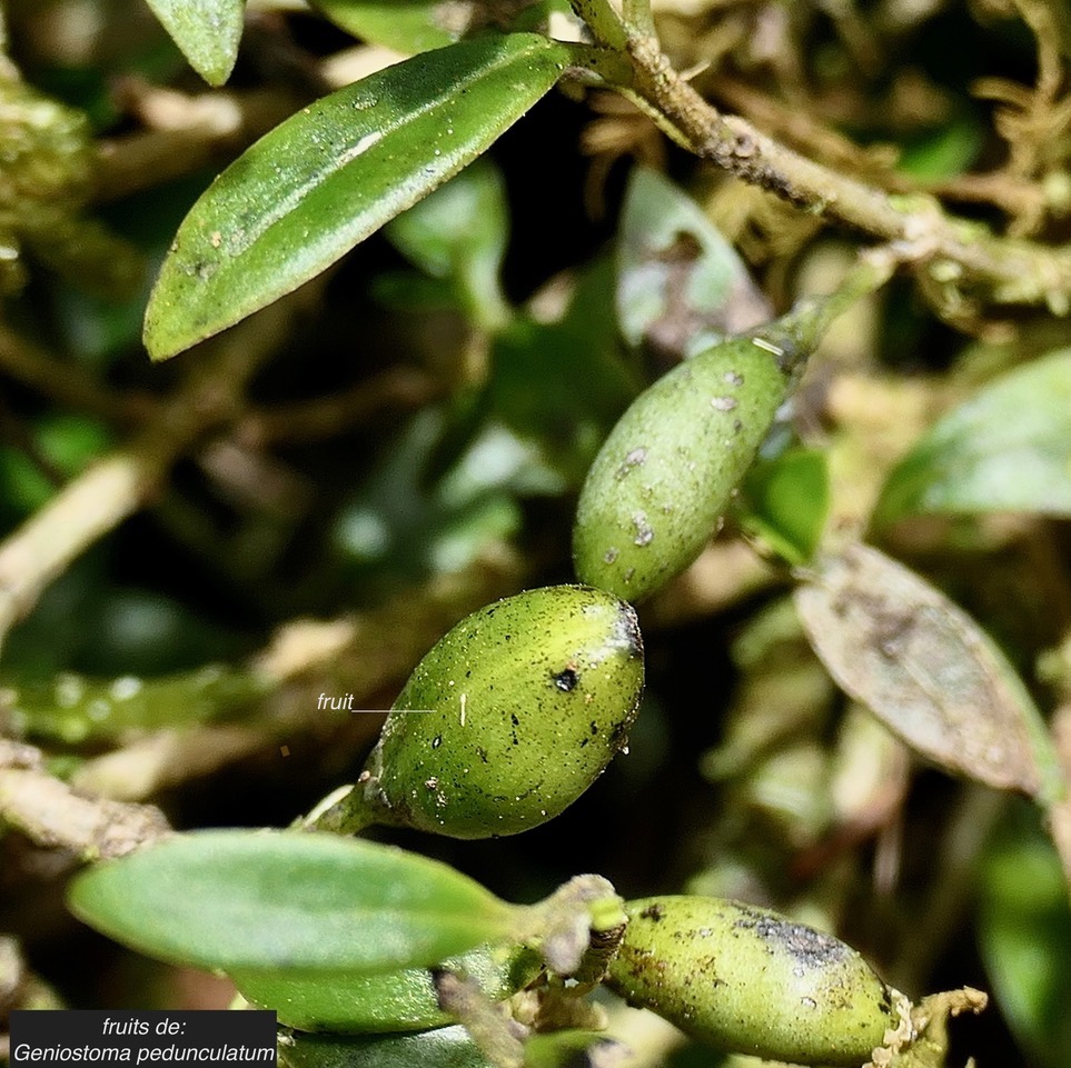 Geniostoma pedunculatum. petit bois de rat. loganiaceae.endémique Réunion Maurice. (2).jpeg