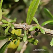 Geniostoma pedunculatum. petit bois de rat.( boutons floraux ) loganiaceae.endémique Réunion Maurice..jpeg