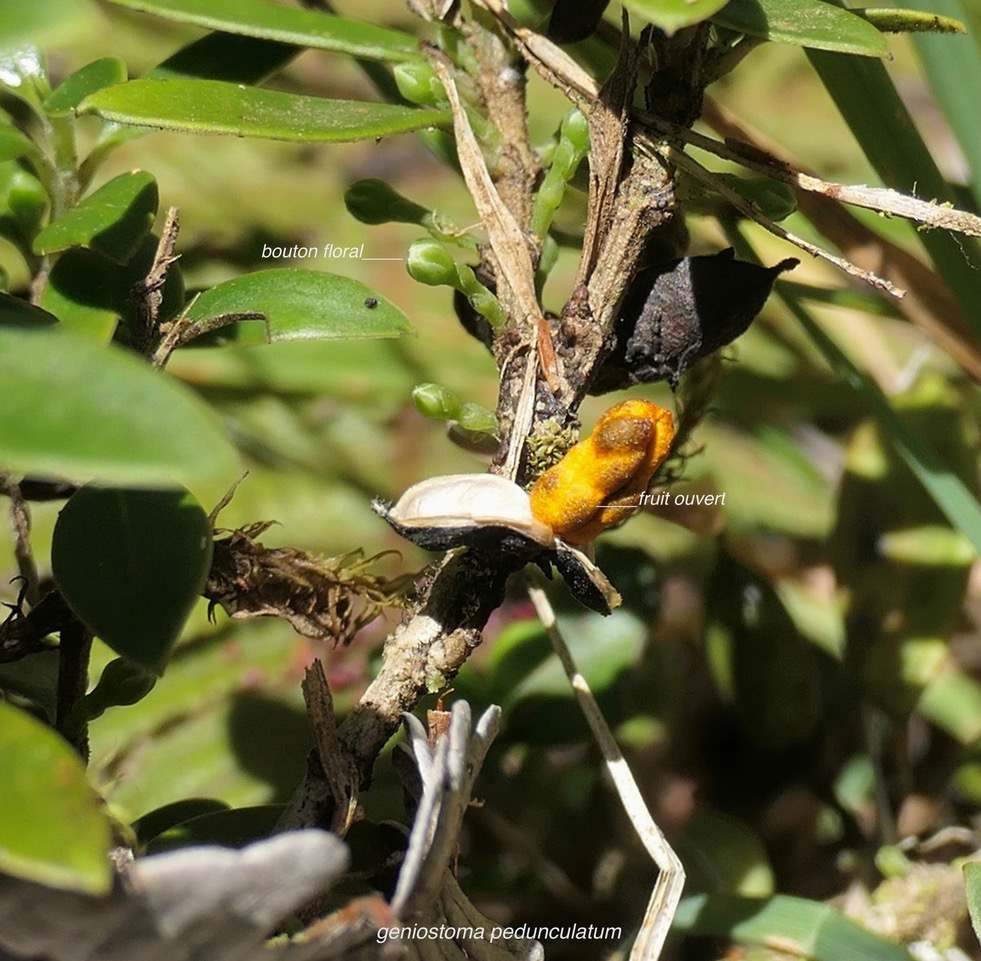 Geniostoma pedunculatum. petit bois de rat.( fruit mûr ouvert avec arille orange entourant les graines )  loganiaceae.endémique Réunion Maurice..jpeg