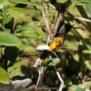 Geniostoma pedunculatum. petit bois de rat.( fruit mûr ouvert avec arille orange entourant les graines )  loganiaceae.endémique Réunion Maurice..jpeg