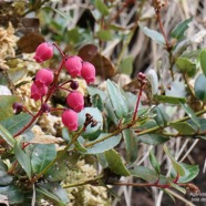 Agarista buxifolia.petit bois de rempart.ericaceae.endémique Madagascar Mascareignes..jpeg