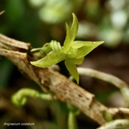 Angraecum costatum ( fleur ) .orchidaceae.endémique Réunion..jpeg