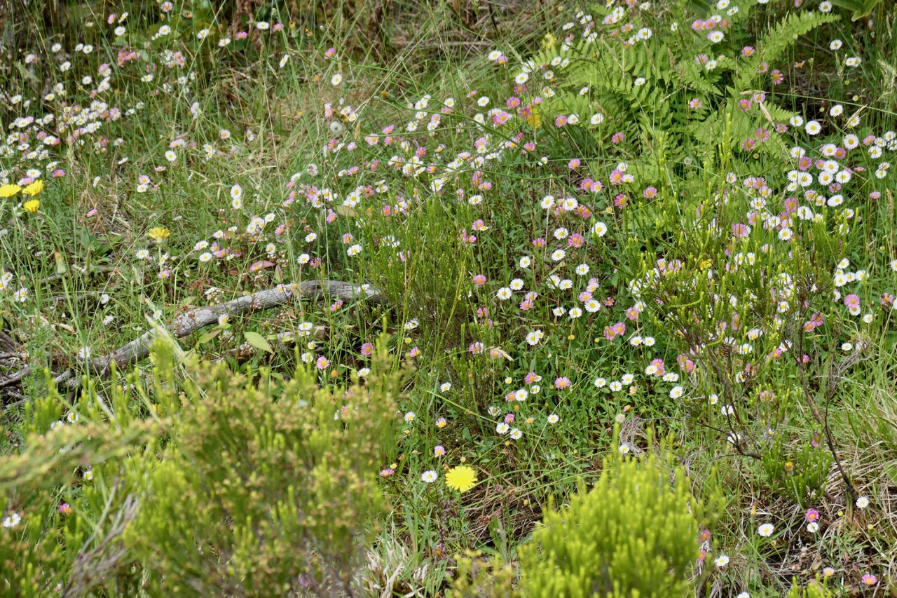 Erigeron karvinskianus.pâquerette.marguerite folle.asteraceae.assimilé indigène .très envahissant..jpeg