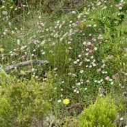 Erigeron karvinskianus.pâquerette.marguerite folle.asteraceae.assimilé indigène .très envahissant..jpeg