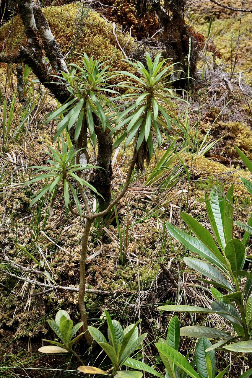 Heterochaenia ensifolia.? ? ? campanulaceae.endémique Réunion..jpeg