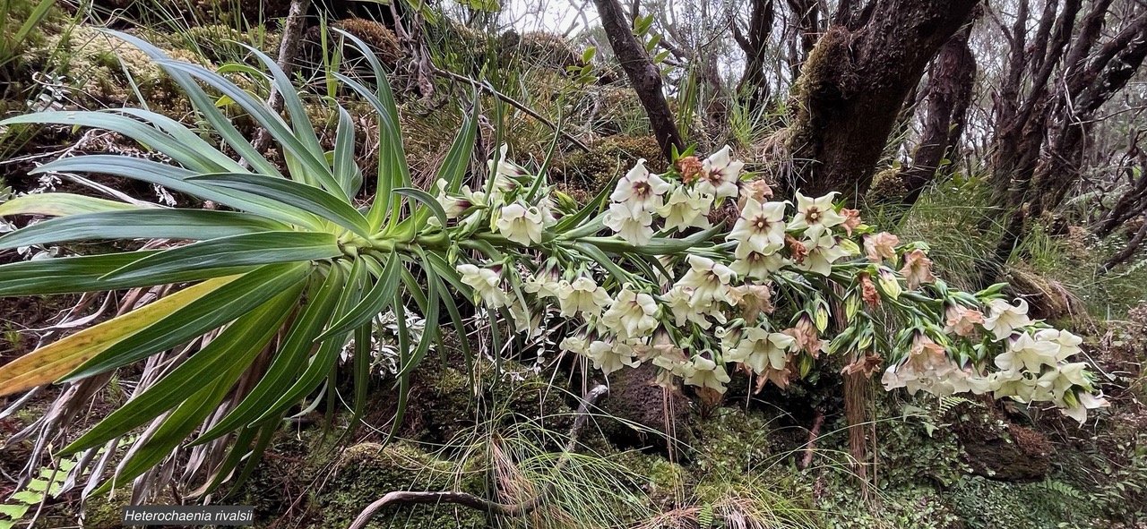 Heterochaenia rivalsii .campanulaceae. (1).jpeg