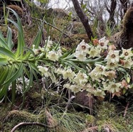 Heterochaenia rivalsii .campanulaceae. (1).jpeg